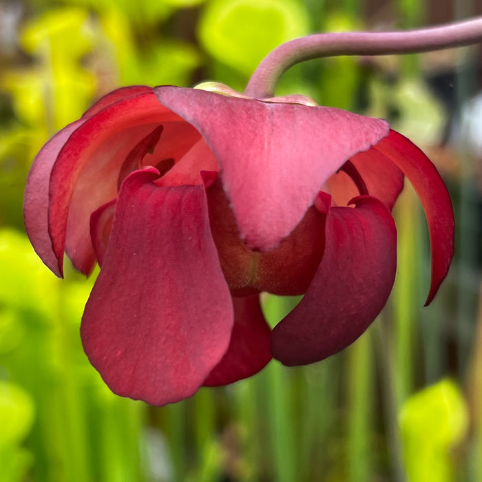 Sarracenia leucophylla Red & White MK-L29