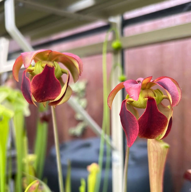 Sarracenia rubra subsp. viatorum (Sheeley Pond, Edmund, South Carolina) MK-RR9