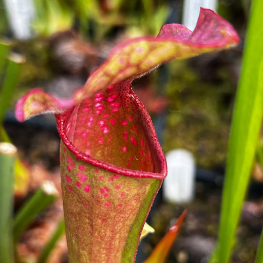 Sarracenia 'Freja'