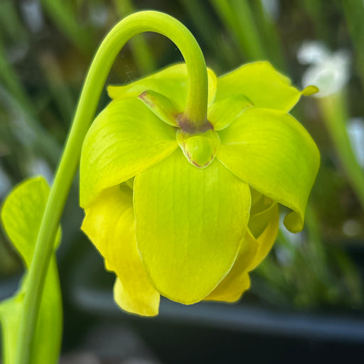 Sarracenia × moorei (Milton County, Florida)