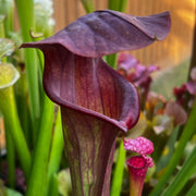 Sarracenia 'Troll'