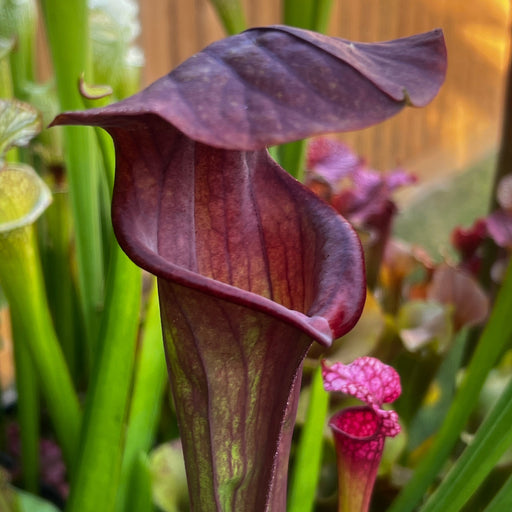 Sarracenia 'Troll'