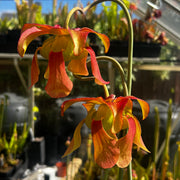 Sarracenia × moorei 'Lilianna'