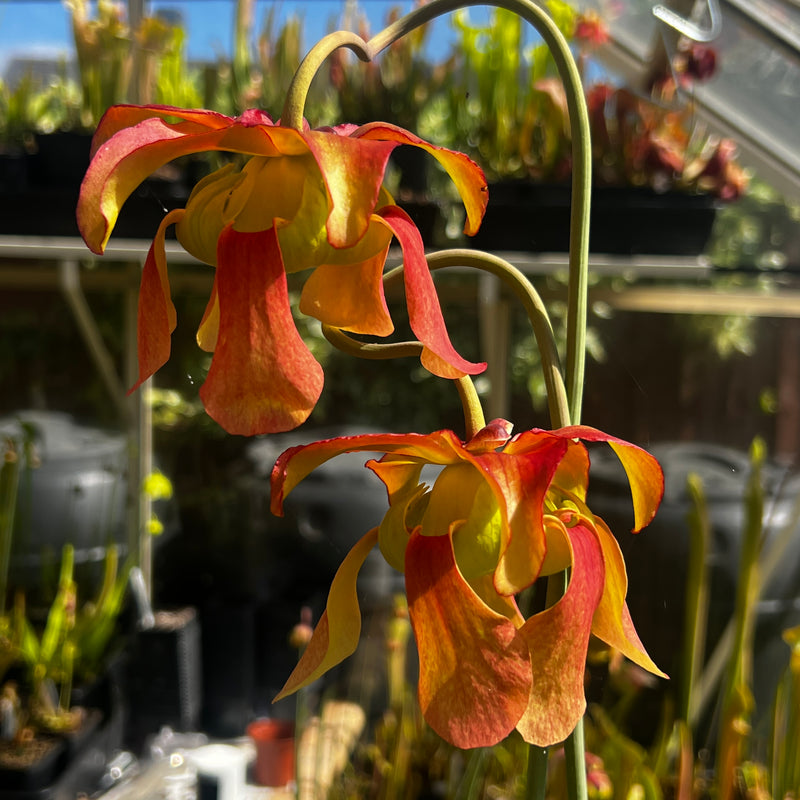 Sarracenia × moorei 'Lilianna'