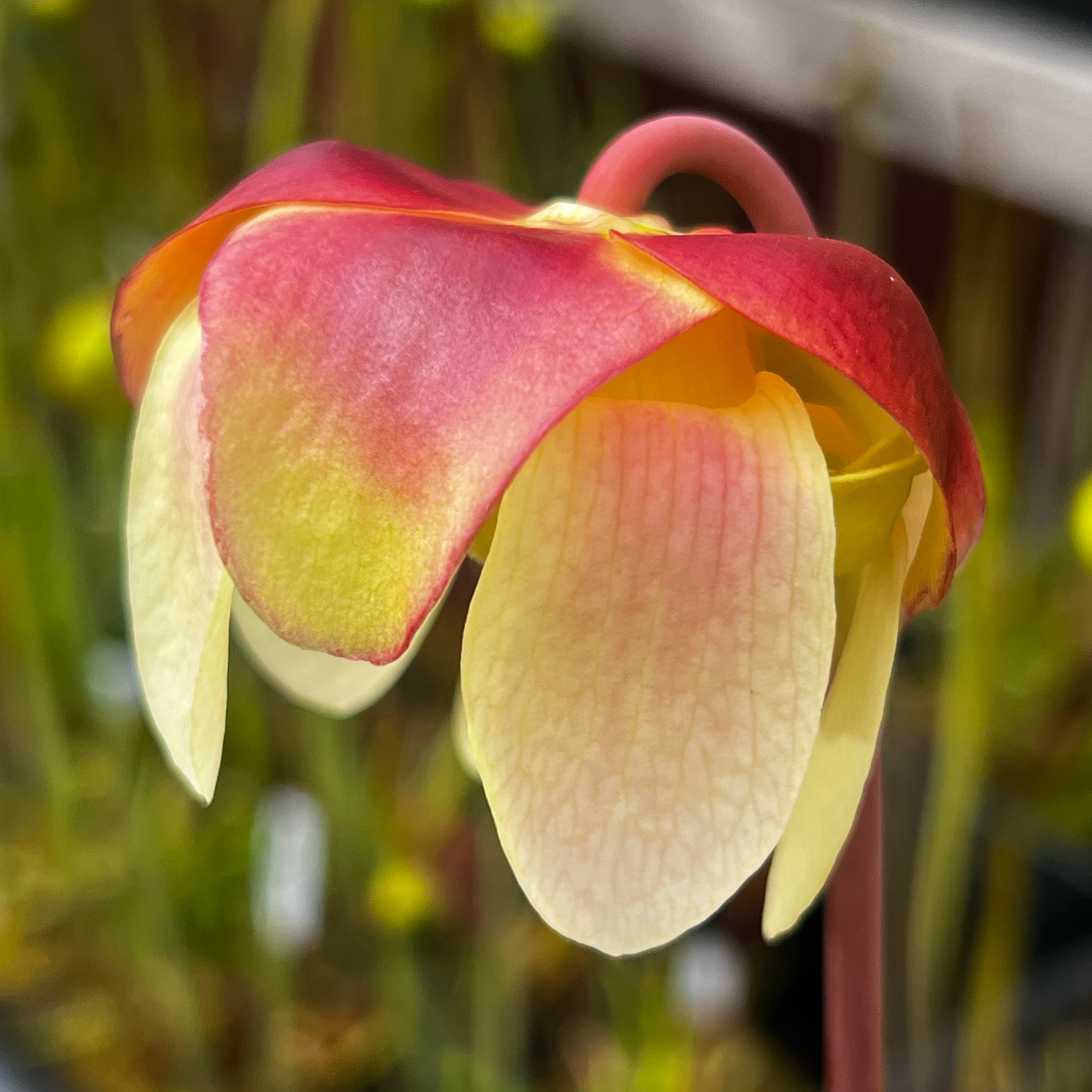 Sarracenia purpurea Sorrow