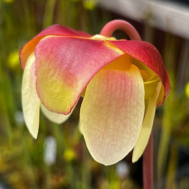 Sarracenia purpurea Sorrow