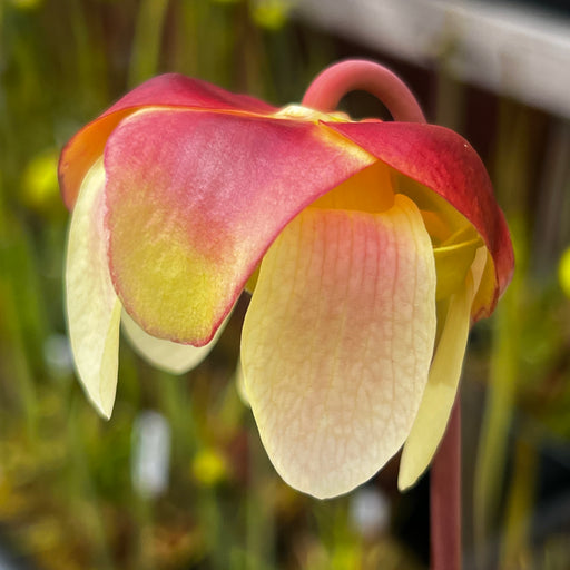 Sarracenia purpurea Sorrow