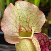 Sarracenia purpurea subsp. venosa 'Sylwia'