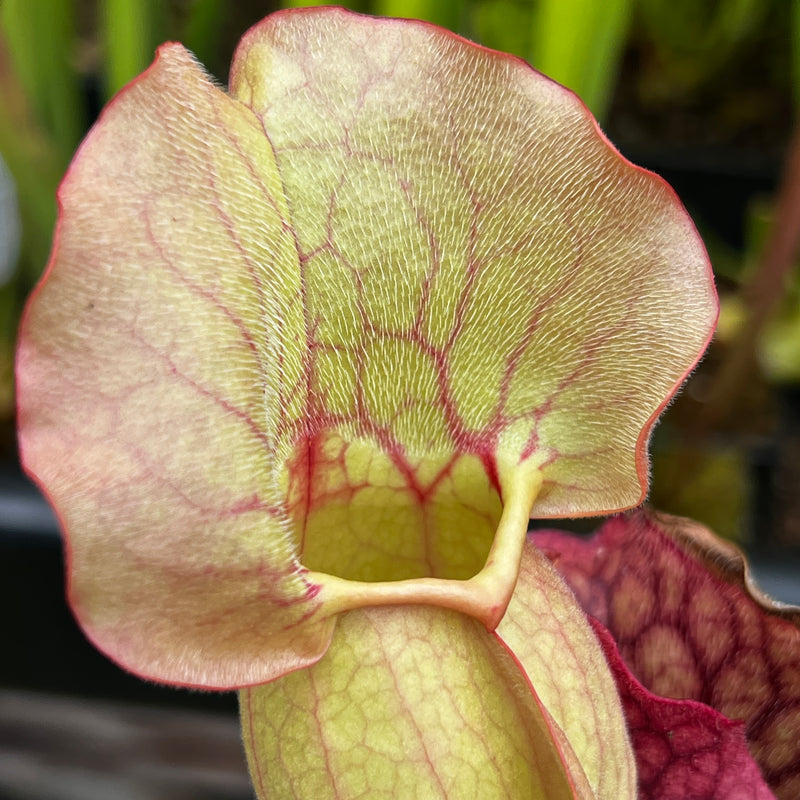 Sarracenia purpurea subsp. venosa 'Sylwia'