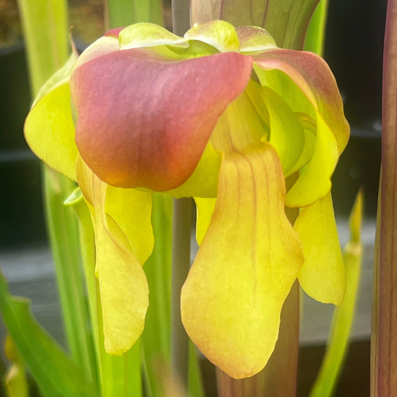 Sarracenia flava var. cuprea (Miramar Beach, Walton County, Florida)