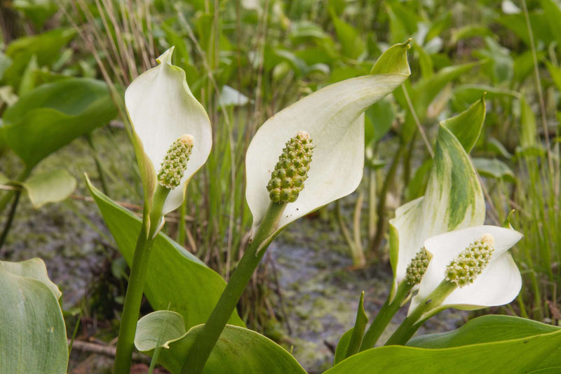 calla palustris bog or water arum marginal pond plants mp013