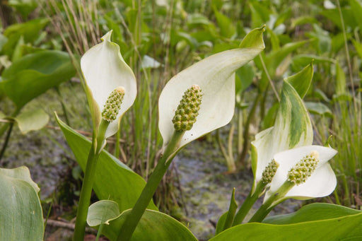 calla palustris bog or water arum marginal pond plants mp013