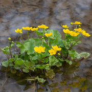 caltha palustris marsh marigold mp014