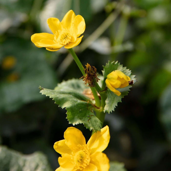 Caltha palustris (Marsh Marigold)