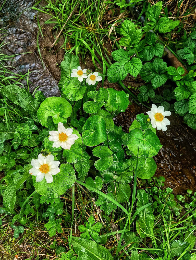 caltha palustris leptosepala marginal pond plants mp016