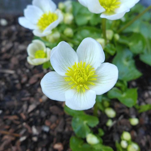 caltha palustris alba white marigold marginal pond plants mp015