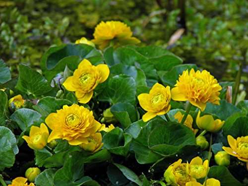 caltha palustris plena double marsh marigold marginal pond plants mp017