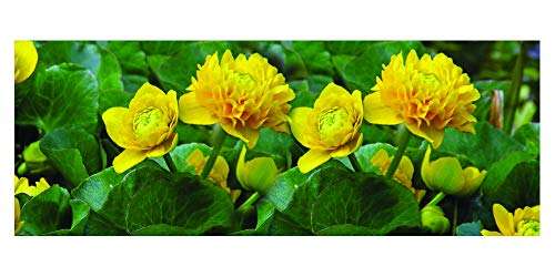 caltha palustris plena double marsh marigold marginal pond plants mp017