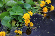 caltha palustris plena double marsh marigold marginal pond plants mp017
