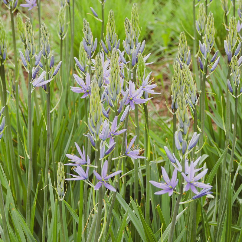camassia esculenta quamash marginal pond plant bp020