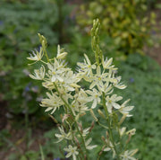 camassia leichtlini alba common camas lily marginal pond plant bp021