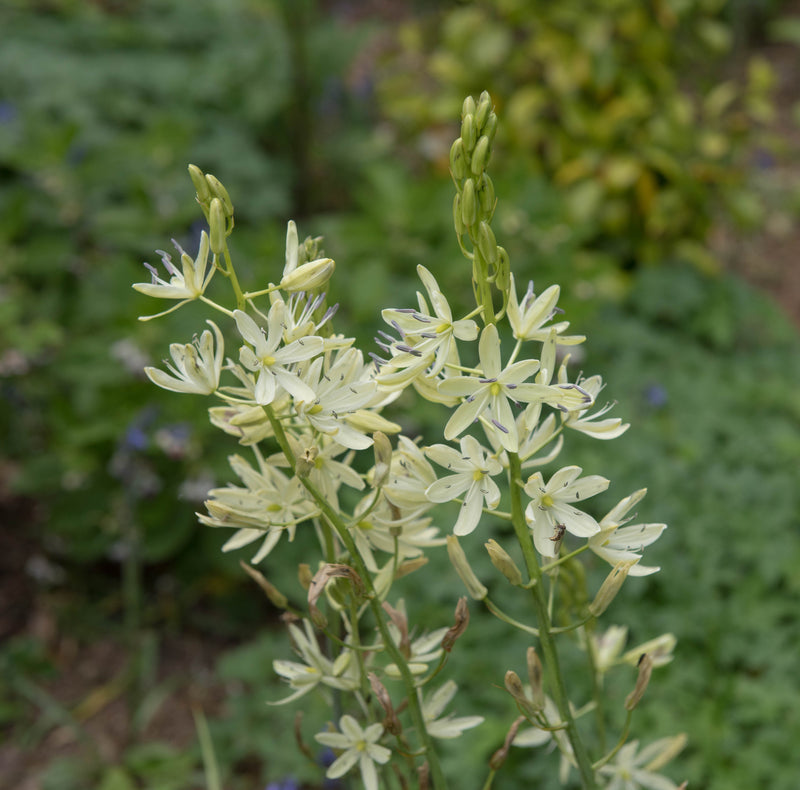 camassia leichtlini alba common camas lily marginal pond plant bp021