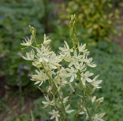 camassia leichtlini alba common camas lily marginal pond plant bp021