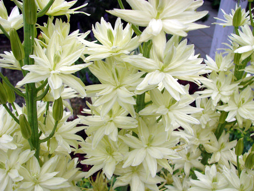 camassia leichtlini alba common camas lily marginal pond plant bp021