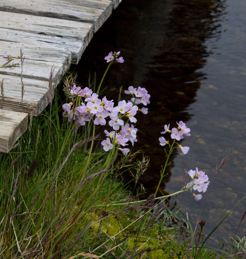 cardamine pratensis lady s smock marginal pond plants mp019