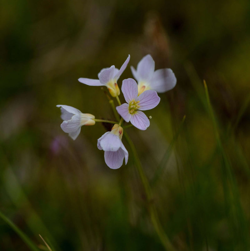 cardamine pratensis lady s smock marginal pond plants mp019