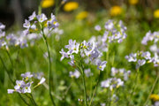 cardamine pratensis lady s smock marginal pond plants mp019