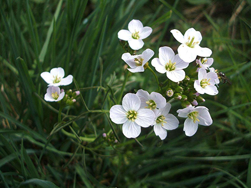 cardamine pratensis lady s smock marginal pond plants mp019