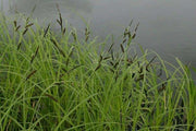 carex acuta slender tufted sedge marginal pond plants mp020