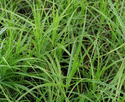 carex panicea carnation sedge marginal pond plants mp025