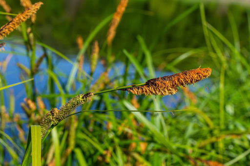 carex acuta slender tufted sedge marginal pond plants mp020