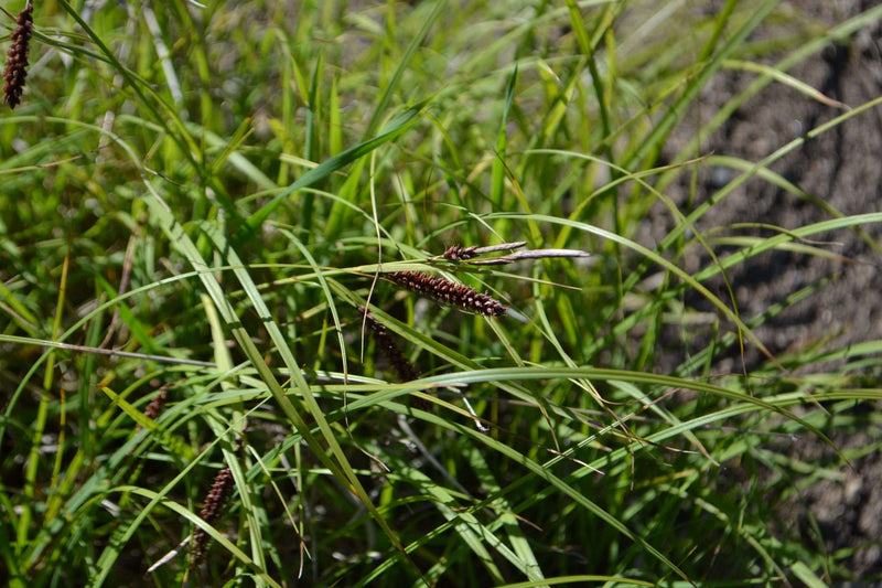 carex flacca marginal pond plants bp022