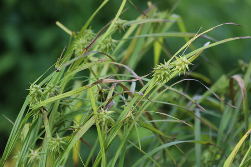 carex grayi mace sedge marginal pond plants mp022