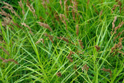 carex muskingumensis musk sedge marginal pond plants mp023