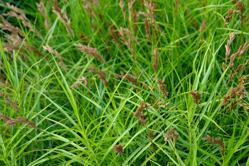 carex muskingumensis musk sedge marginal pond plants mp023