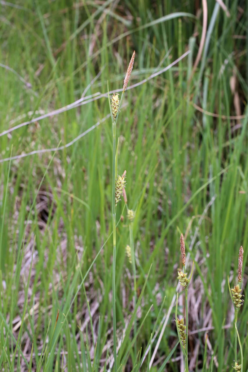 carex panicea carnation sedge marginal pond plants mp025