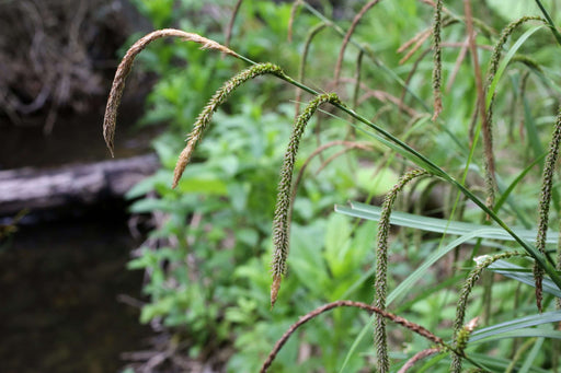 carex pendula pendulous sedge marginal pond plants mp026