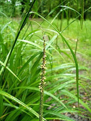 carex pendula pendulous sedge marginal pond plants mp026