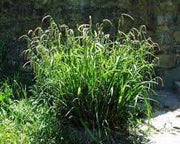 carex pendula pendulous sedge marginal pond plants mp026