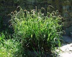 carex pendula pendulous sedge marginal pond plants mp026