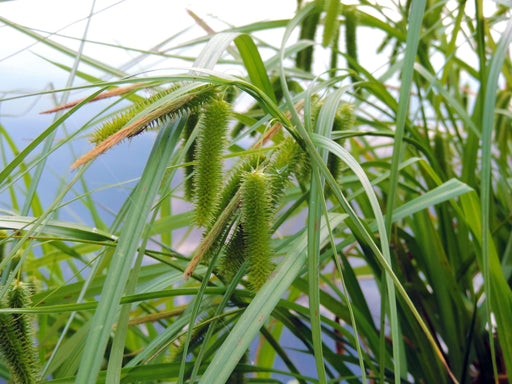 carex pseudocyperus cyperus sedge marginal pond plants mbp025