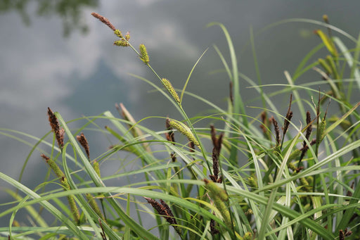 carex riparia greater pond sedge marginal pond plants mp027