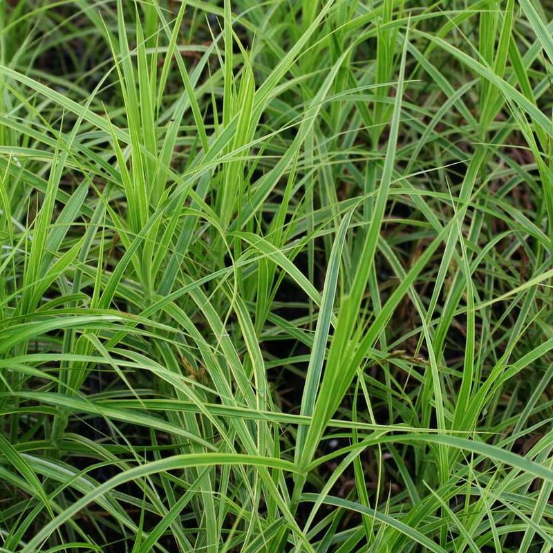 carex muskingumensis oehm marginal pond plants pond plants water plants mp024