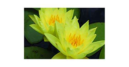 Nymphaea 'Chalene Straw'