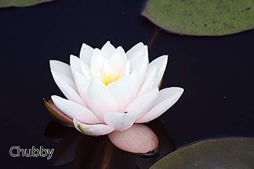 Nymphaea 'Chubby'