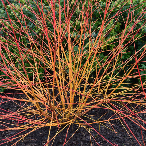 cornus sanguinea midwinter fire marginal pond plants bp028